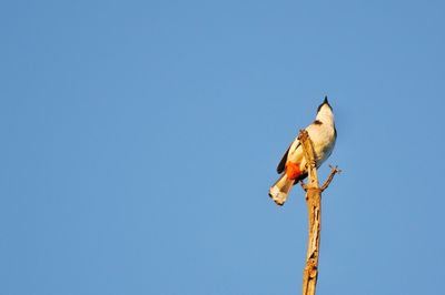 Low angle view of bird perching on branch against clear blue sky