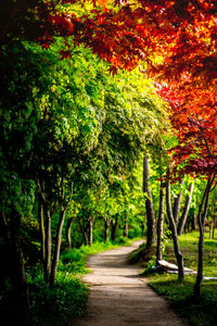 View of trees in park