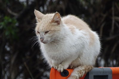 Close-up of cat