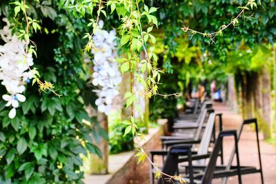 Flowering plants and trees in park