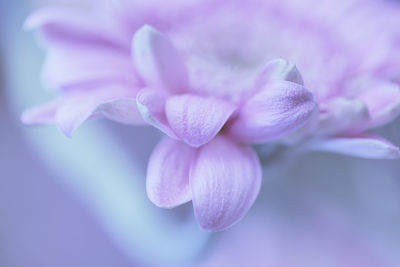 Close-up of pink flower