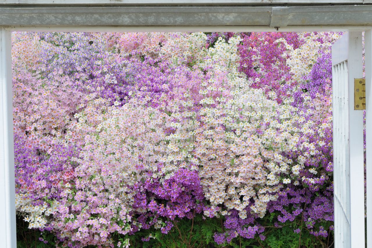 CLOSE-UP OF PINK FLOWERS