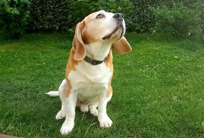 Dog looking away on field