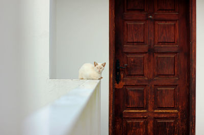 Cat looking through door