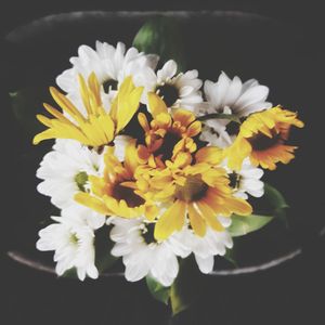 Close-up of yellow flowers blooming outdoors