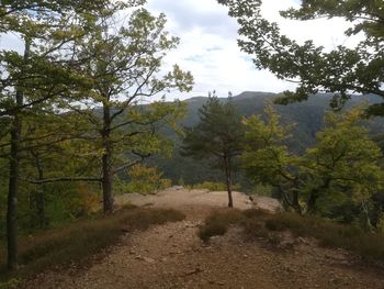 Road amidst trees in forest against sky