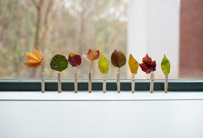 Close-up of various autumn leaves with sticks on window sill