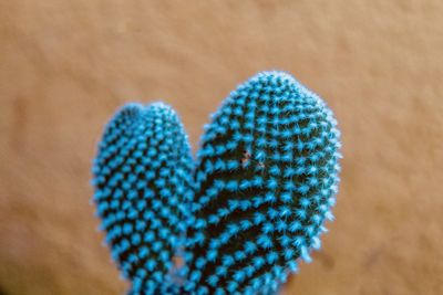 Close-up of cactus