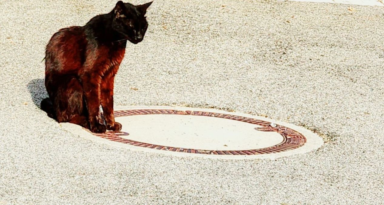 Cat-hole Cat Stray Cat Street Manhole Cover Cat Sitting Cat Waiting Cat Posing