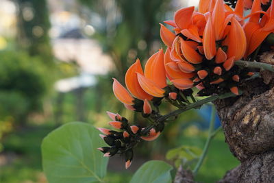 Close-up of orange flowering plant
