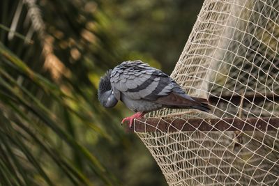 Close-up of eagle perching on metal