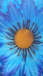 Close-up of flowers against blue sky