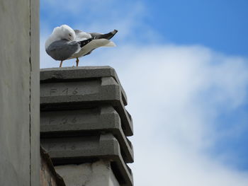 Low angle view of seagull perching on wood against sky