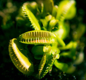 Close-up of venus flytrap