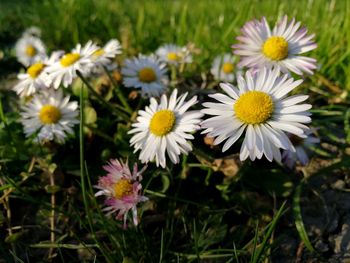 High angle view of white flowering plants on field