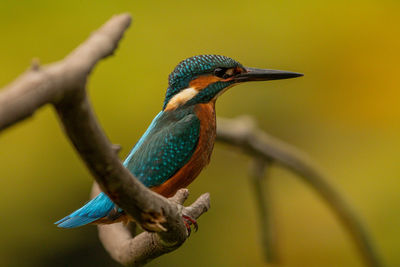 Close-up of kingfisher perching on plant stem