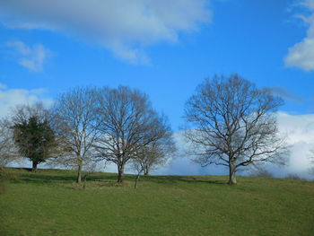 Bare trees on landscape against blue sky