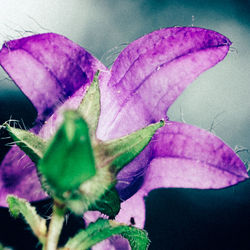 Close-up of purple flowers