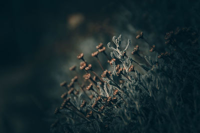 Close-up of dried plant on snow covered land