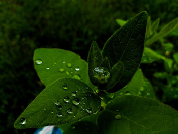 Close-up of raindrops on plant