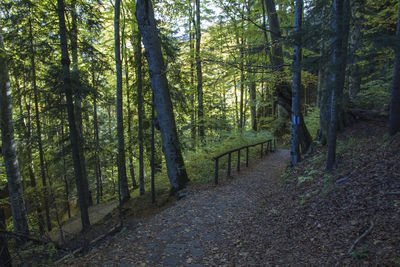 Trail amidst trees in forest