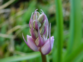 Close-up of pink flowering plant