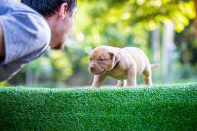 View of dog on field