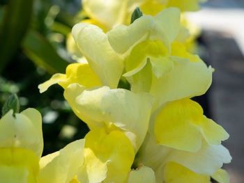 Close-up of yellow flowering plant