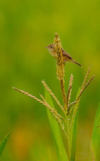 Close-up of insect on plant