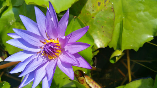 Close-up of purple flower