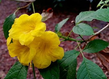 Close-up of yellow flowers