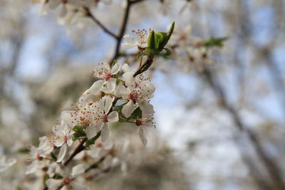 Close-up of flower on tree