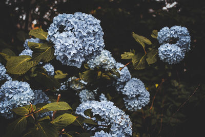 Close-up of snow on plants during winter