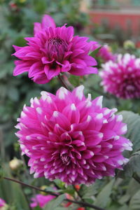 Close-up of pink flowers blooming outdoors