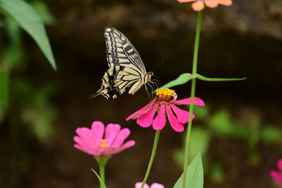 Close-up of butterfly on purple flower