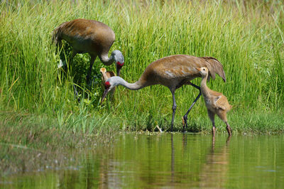 Side view of two birds drinking water