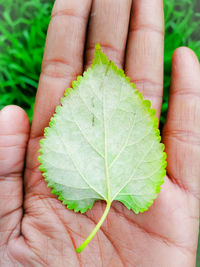 Cropped image of person holding maple leaf