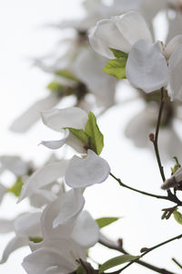 Close-up of white flowers on branch