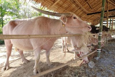 Albino buffalo standing in farm