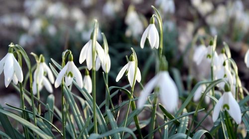 Close-up of white flowers