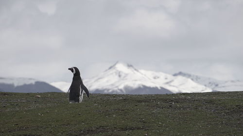 View of a bird on snow covered landscape