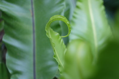 Close-up of green plant