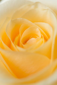 Close-up of yellow rose