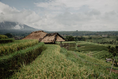 Scenic view of agricultural field against sky