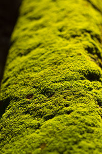 Full frame shot of moss growing on land