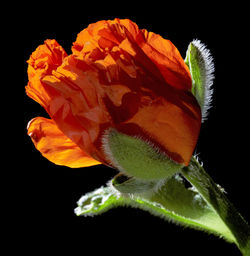 Close-up of orange flower against black background