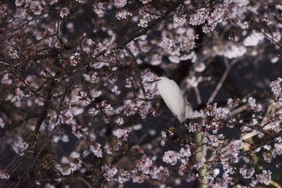 Close-up of cherry blossom tree