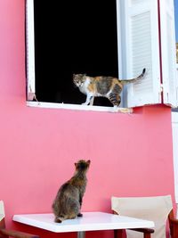 Cats looking at each other at pink building