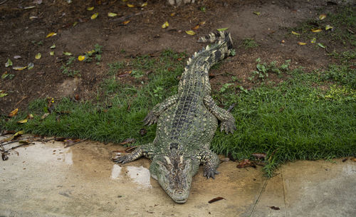 High angle view of crocodile on field