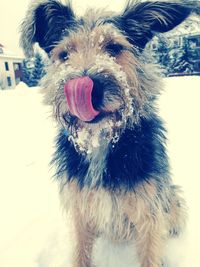 Portrait of dog sticking out tongue on snow